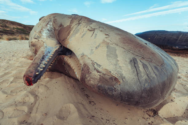 wyrzucony na brzeg kaszalot - whale sperm whale beached dead animal zdjęcia i obrazy z banku zdjęć