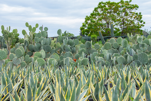 American agave seedlings bush shaped different types opuntia plants grown in a garden center