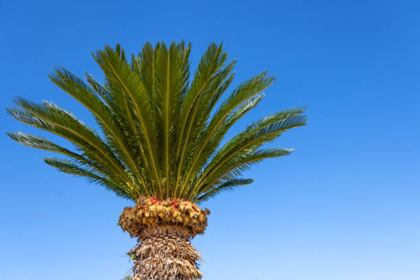 Single green cycad palm against blue sky.