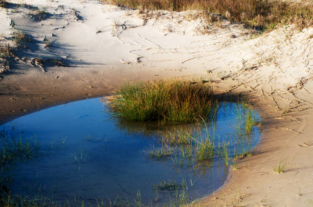 sand dunes on the seashore with grass and reflection in water