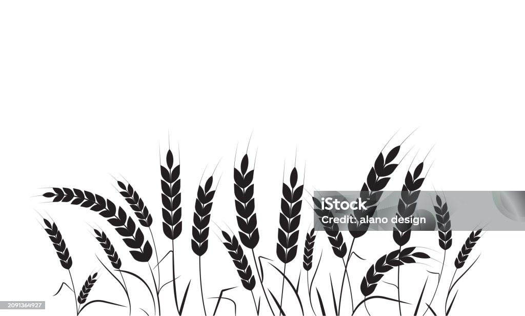 Vector Plot Of Rice Rice Plant Rice Field Wheat Pattern Harvest Agricultural Vector ...