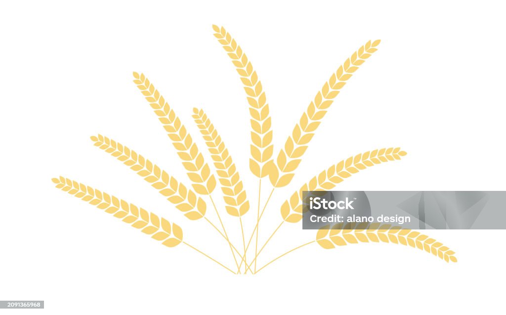 Rye Or Rice Rice Panicles Wheats Rye Rice Ears Isolated On White Background Rice ...