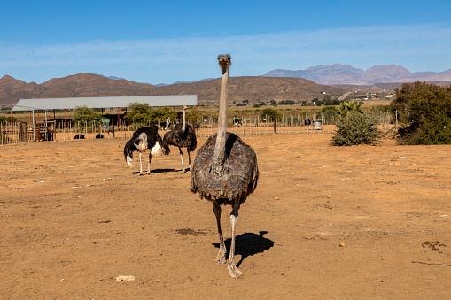 Ostrich on a farm in the Karoo area of South Africa near the town of Oudshoorn in the Western Cape. Two other ostriches in the background