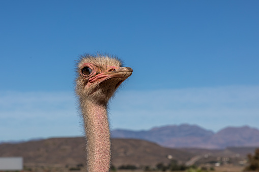 Head and neck of an African ostrich in a semi side profile agains a blue sky mountains in the background.