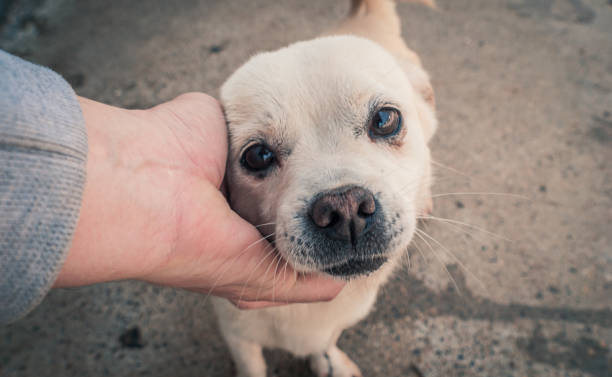 Close-up of male hand petting stray dog in pet shelter. People, Animals, Volunteering And Helping Concept. Male hand petting stray dog in pet shelter. People, Animals, Volunteering And Helping Concept. sad dog shelter stock pictures, royalty-free photos & images