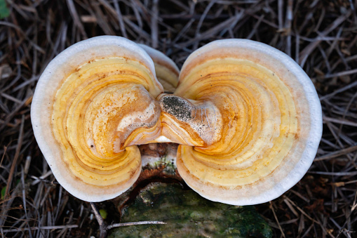 Turkey Tail Fungi, a common polypore mushroom that grows on decomposing wood and facilitates the return of nutrients to the soil.