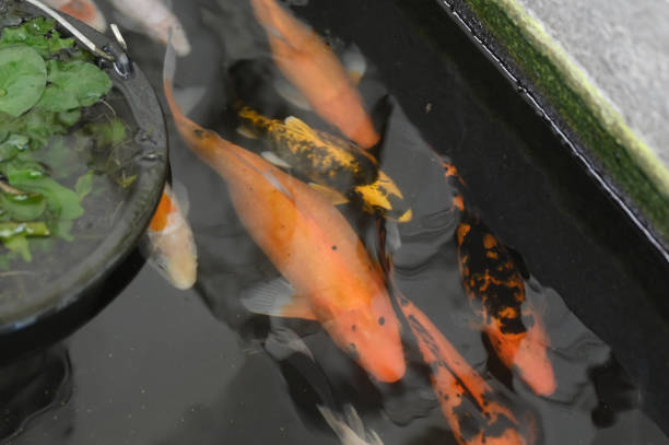 istock Koi fish in the pond 2091385572