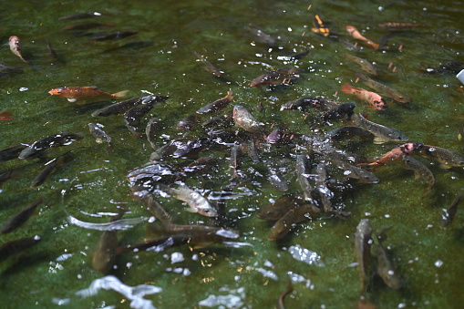 Tilapia in the pond