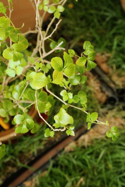 istock Eleutherococcu trifoliatus (L.) S.Y.Hu 2091393656