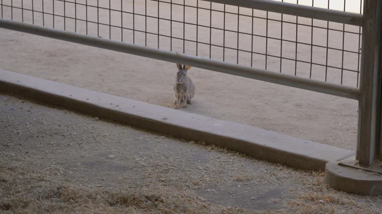 wild rabbit standing outside stables