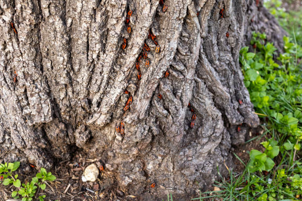 istock colony of sun beetles on a tree bark tropical scarab beetle 2091403928