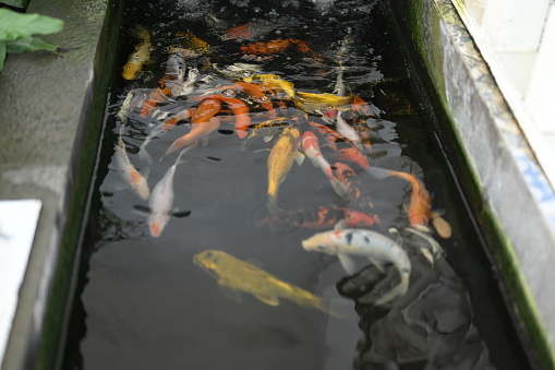 Koi fish in the pond in the yard