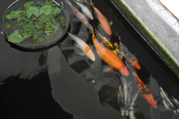 istock Koi fish in the pond in the yard 2091410230