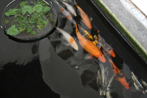 Koi fish in the pond in the yard