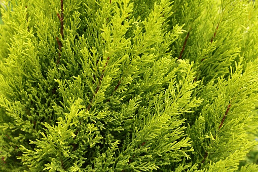 Cupressus macroglossus Hartweg