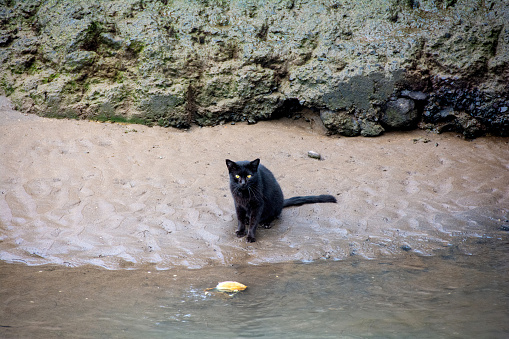 A cat sits hungry in front of a dead fish by the water, on the Canary Island of Gran Canaria in Spain