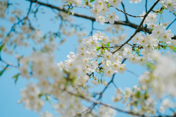 istock Beautiful cherry blossoms blooming in a park in Tokyo 2091435681