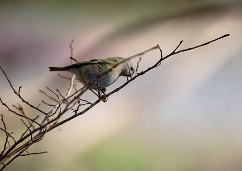 The goldcrest (Regulus regulus) is a very small passerine bird in the kinglet family. Its colourful golden crest feathers, as well as being called the 