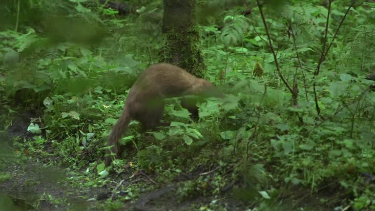 Stoat Looks at the Camera, then Takes the Game and Runs Away