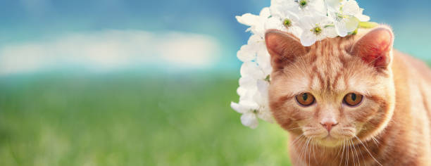 istock Cute funny ginger cat topped with flower wreath. Horizontal banner 2091459166