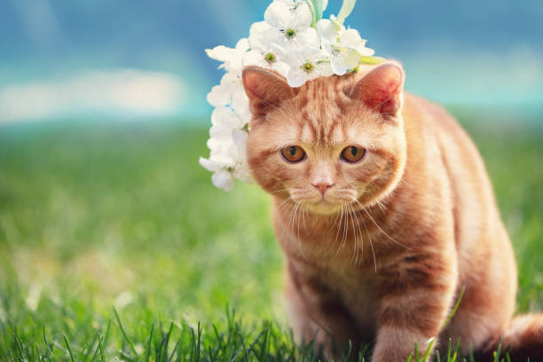istock Cute funny ginger cat topped with flower wreath 2091461785