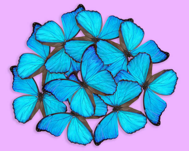 Morpho godartii butterfly composition on pink background