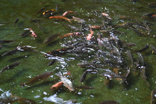 Tilapia in the pond