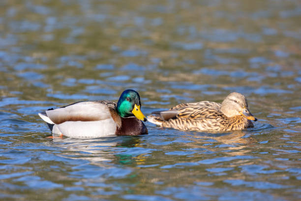istock Two Mallards peacefully swim in the lake 2091483395