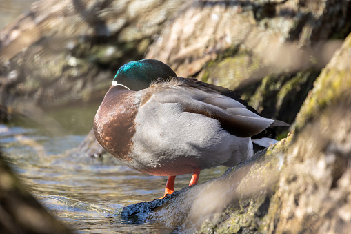 Mallard Resting by Willow Tree Roots