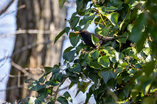 Male Eurasian Blackbird Perched on Branch