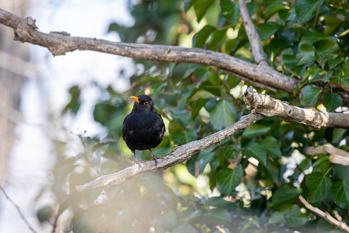 Male Eurasian Blackbird Perched on Branch