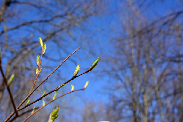 branch of the tree with buds isolated with blue sky copy space