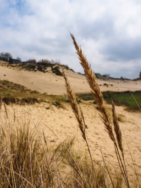 Small sand dunes at the empty beach of Schiermonnikoog island in the Wadden sea region. Marram grass is growing on the small sand dunes at the empty beach during this beautiful winter day with the waves of the North Sea in the background. Schiermonnikoog is part of the Frisian Wadden Islands and is known for its beautiful natural scenery, including sandy beaches, rolling dunes, and lush wetlands.