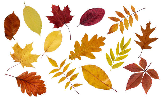 istock Assortment of colorful autumn leaf isolated on white background. 2091487084