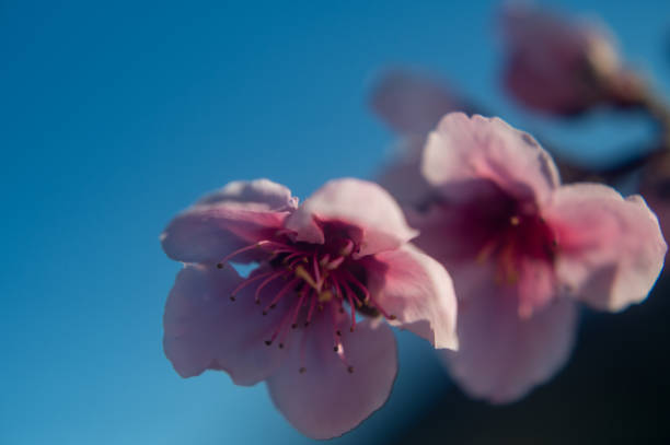 istock Close-up of an apricot flower 2091490856