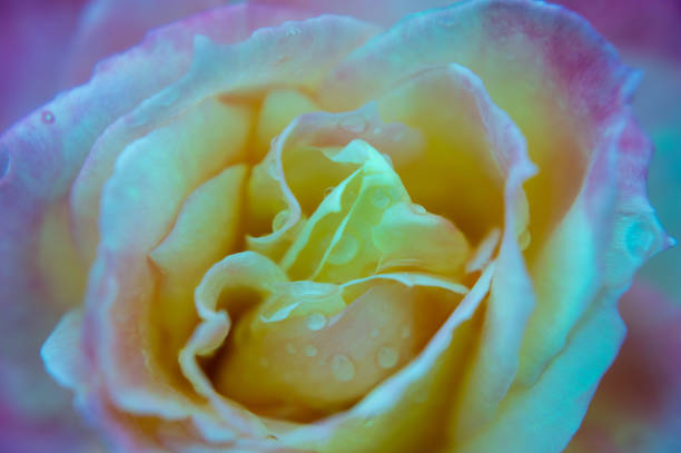 Close-up of a pink rose with dewdrops