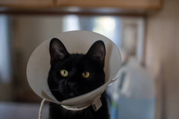 Portrait of a kitten in a collar