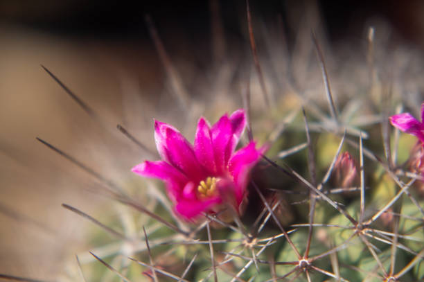 Flora de Gran Canaria - Opuntia dillenii plant, introduced and invasive in Canary Islands