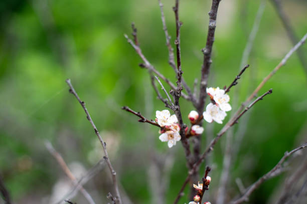Unripe green apricots on the tree
