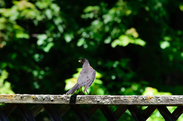 istock Robin perched on a backyard fence with blurry trees in the background 2091498752