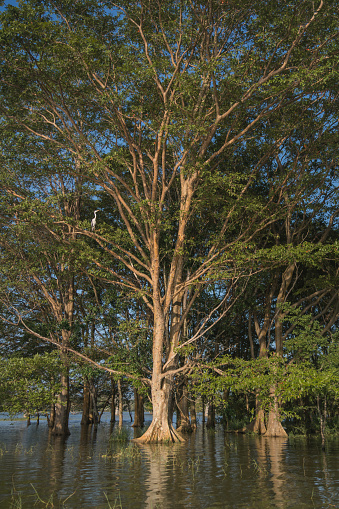 Detail of tree and forest in mangrove lagoon