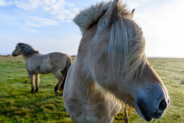 chevaux blancs près de nebel sur l’île d’amrum (schleswig-holstein, allemagne) - north sea audio photos et images de collection