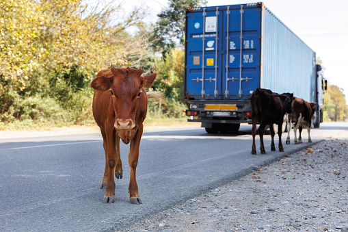 Cows along the paved road, the carriageway. Dangerous road for drivers
