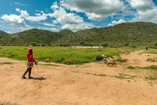 otavi region, namibia-january 08, 2024: Herdswoman with a group of pigs, Otavi, Namibia