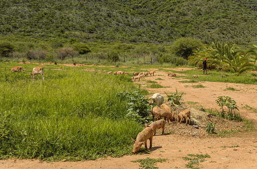 otavi region, namibia-january 08, 2024: Herdswoman with a group of pigs, Otavi, Namibia