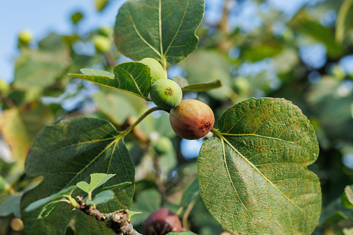 Ripe fig fruits in the canopy of the tree