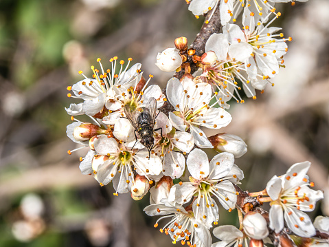 honey bee flies between the flowers of a pear while gathering nectar. pollination of a pear by a bee, closeup photo