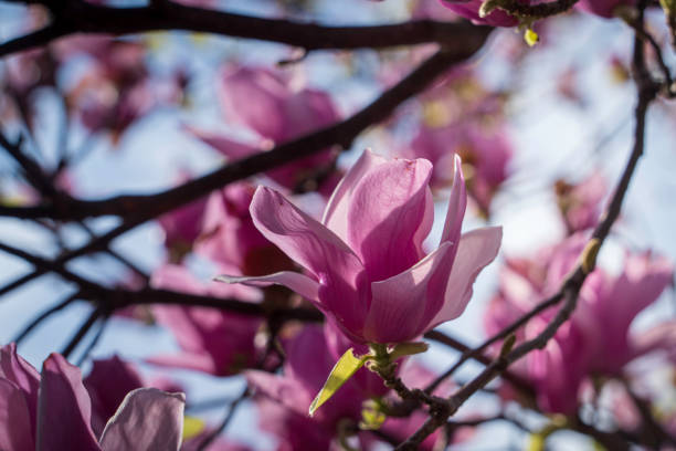 Magnolia bathed in the morning sun