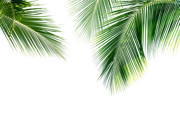 istock Coconut palm leaves isolated on white background 2091533774