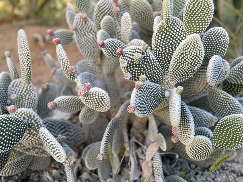 Cactus in Elquy Valley